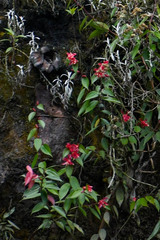 Cavendishia bracteata