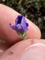Linum lewisii