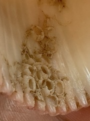 Hexanauplia