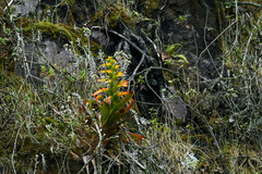 Guzmania gloriosa