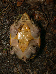Claudius angustatus