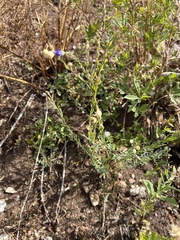Linum lewisii