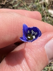 Linum lewisii
