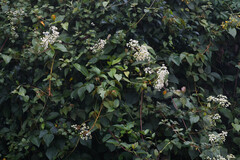 Colignonia