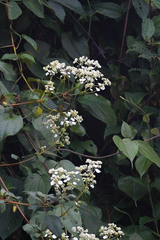 Colignonia