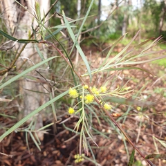 Acacia iteaphylla
