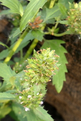 Dracocephalum parviflorum