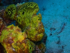 Antennarius multiocellatus