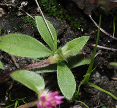 Gomphrena globosa