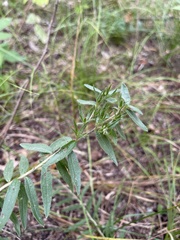 Lithospermum caroliniense
