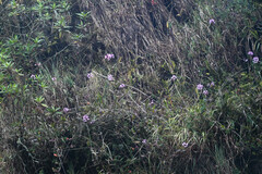 Epidendrum secundum