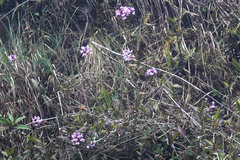 Epidendrum secundum