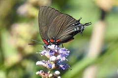 Atlides halesus
