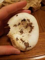 Lactifluus deceptivus