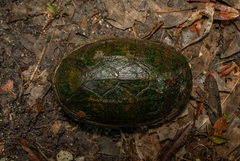 Claudius angustatus