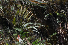 Elaphoglossum