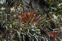Tillandsia complanata