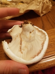 Lactifluus deceptivus