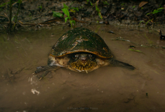 Claudius angustatus