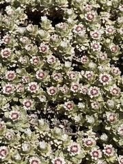 Ewartia nubigena