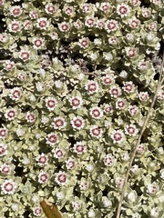 Ewartia nubigena