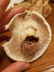 Lactifluus deceptivus