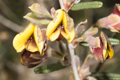 Bossiaea eriocarpa