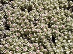 Ewartia nubigena