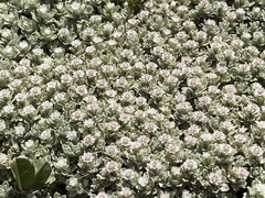 Ewartia nubigena