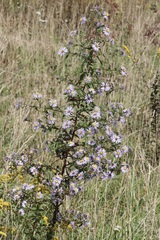 Symphyotrichum novi-belgii