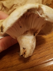 Lactifluus deceptivus