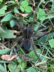 Tigrosa helluo
