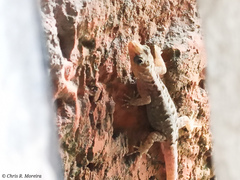 Gonatodes caudiscutatus