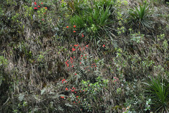 Epidendrum cochlidium