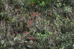 Epidendrum cochlidium