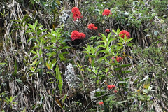 Epidendrum cochlidium