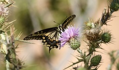 Papilio polyxenes rudkini