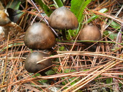 Psilocybe zapotecorum