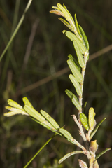 Bossiaea eriocarpa