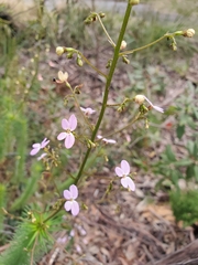 Stylidium laricifolium