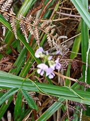 Glycine clandestina