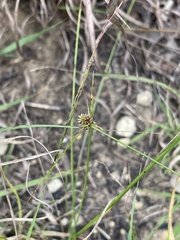 Cyperus lupulinus
