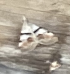 Hemeroplanis incusalis