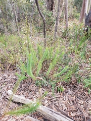Stylidium laricifolium