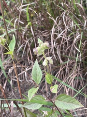 Mirabilis nyctaginea