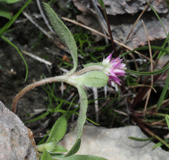 Gomphrena globosa