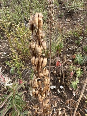 Delphinium × occidentale