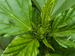Sibovia