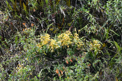 Epidendrum leucochilum