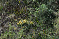 Epidendrum leucochilum